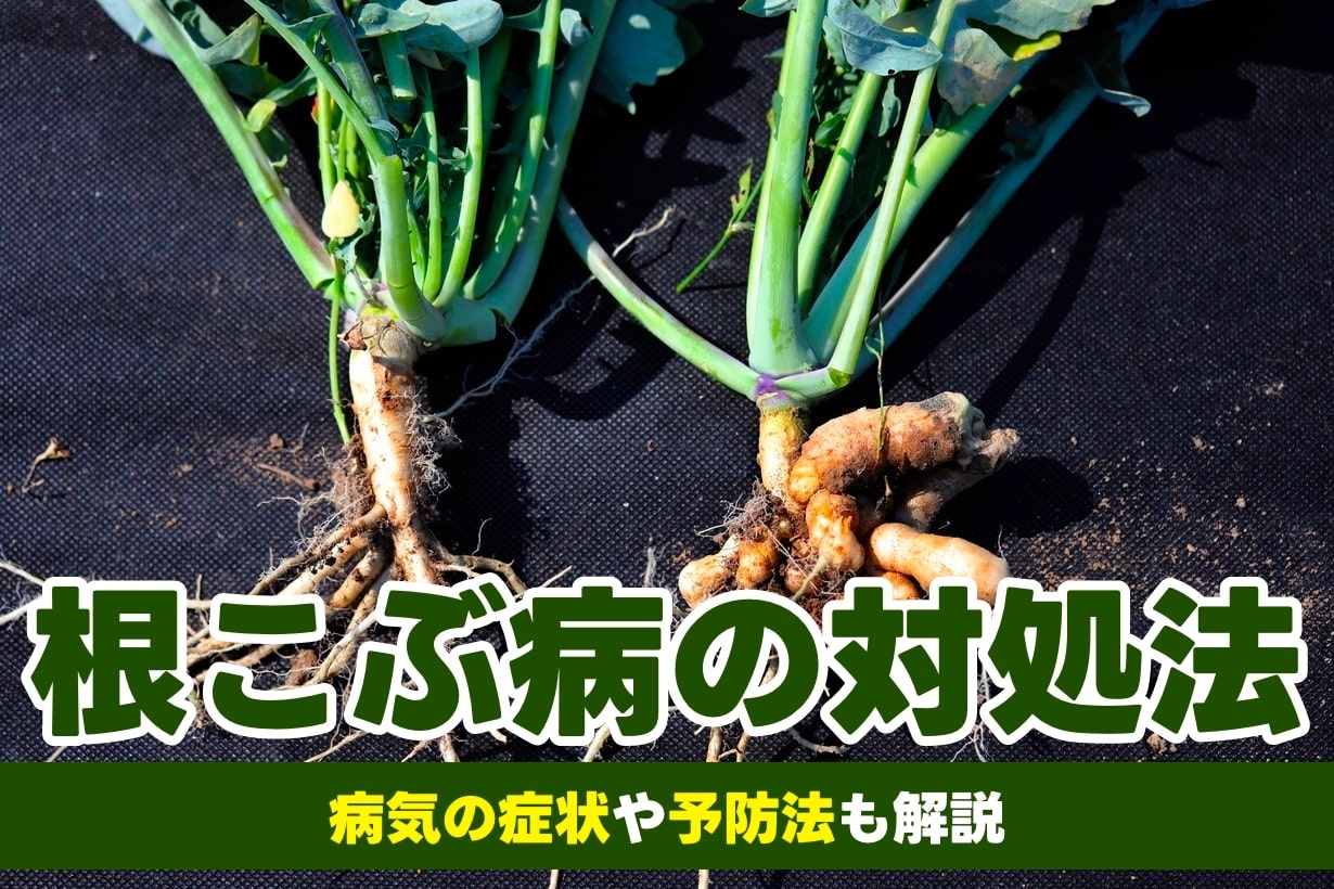 連作障害の原因と対策【米ぬかで対策できる?】 | となりのカインズさん