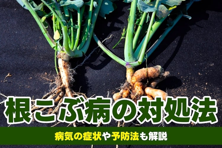 根こぶ病とは？病気の症状や発生しやすい環境、予防策や対処法などについて解説【草花の病気】