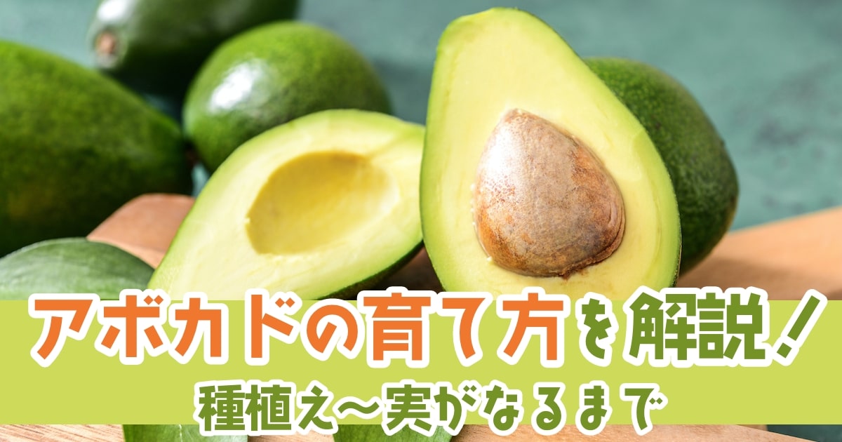 アボカドの育て方｜種の植え付けから詳しく解説！水耕栽培のコツも