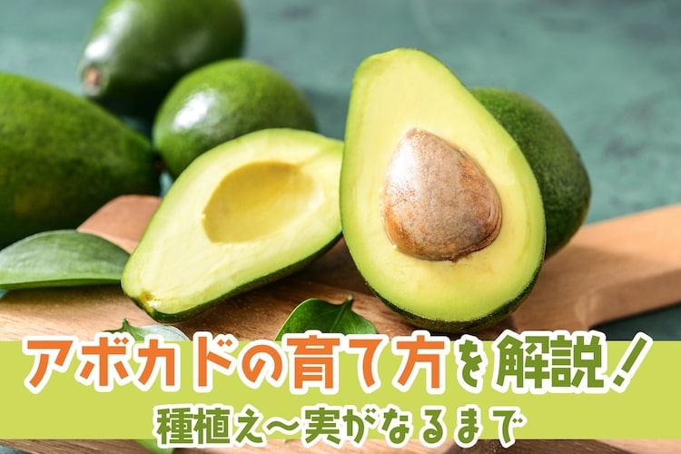 アボカドの育て方を解説｜種植え〜実がなるまで【水耕栽培の方法も】