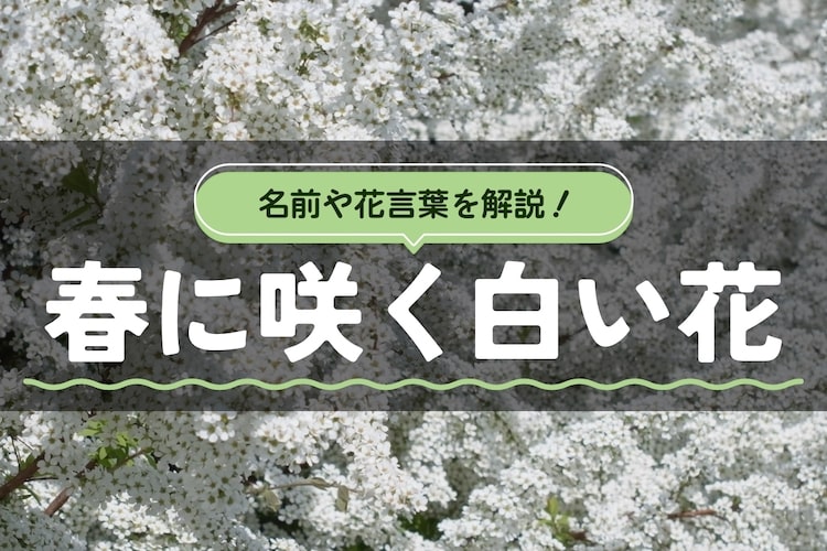 【白い花の名前・花言葉】春に咲く白い花の種まき・寄せ植えポイントも