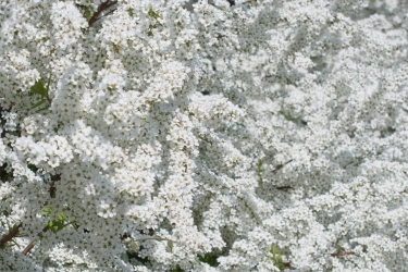 春に咲く花30選 3 5月に楽しめる花の種類 特徴 育てるポイントを解説 となりのカインズさん 春に咲く花30選 3 5月に楽しめる花の種類 特徴 育てるポイントを解説 となりのカインズさん