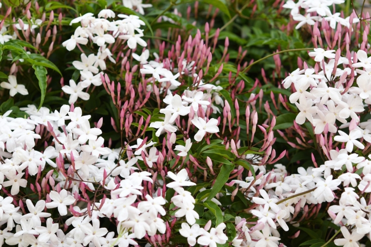 ハゴロモジャスミン