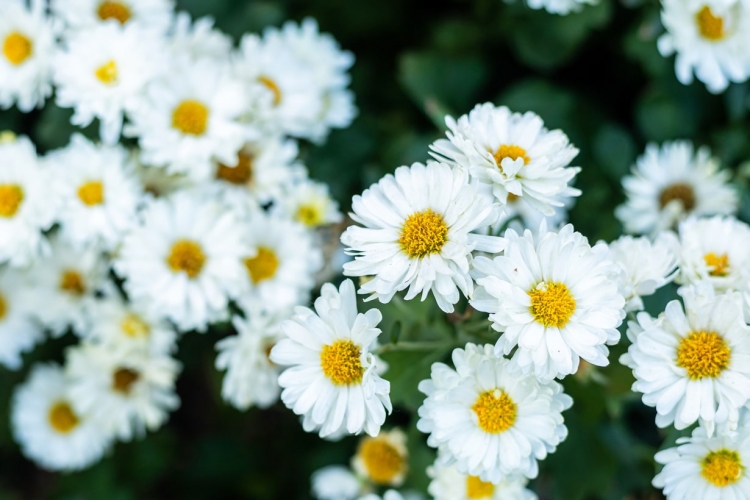 ジャスターデージー