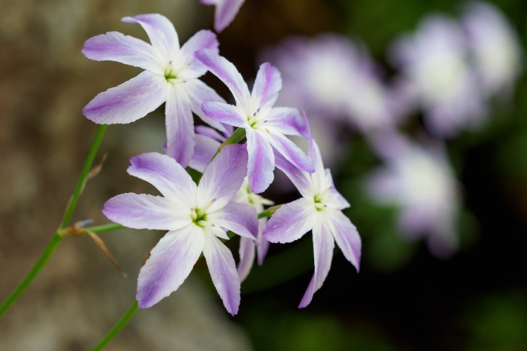 リューココリネ