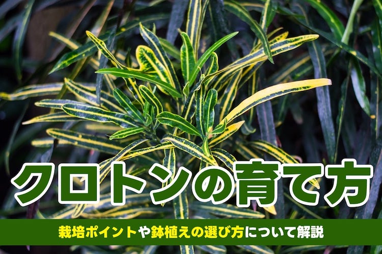 【クロトンの育て方】鉢植えの選び方や水やりのコツを詳しく解説