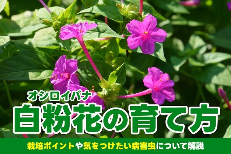 【白粉花（オシロイバナ）の栽培方法】注意すべき病気・害虫も紹介