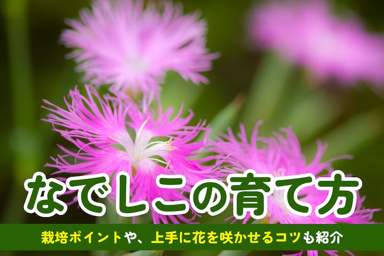 なでしこの花の育て方|栽培環境や花が咲かない原因、注意点を解説