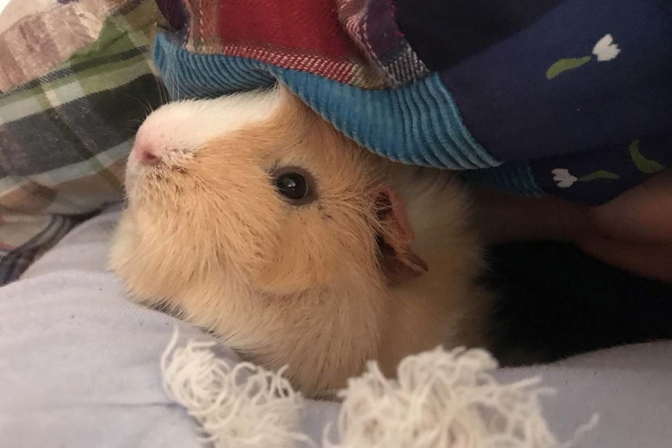 噂の モルカー 女優と声優を直撃 Pui Puiかわいいモルモットとの素敵な毎日 となりのカインズさん