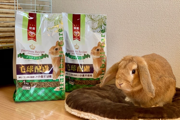 寂しいと死ぬって本当? うさぎのプロ・イースター社が語る「知られざるうさぎ飼育の基本」
