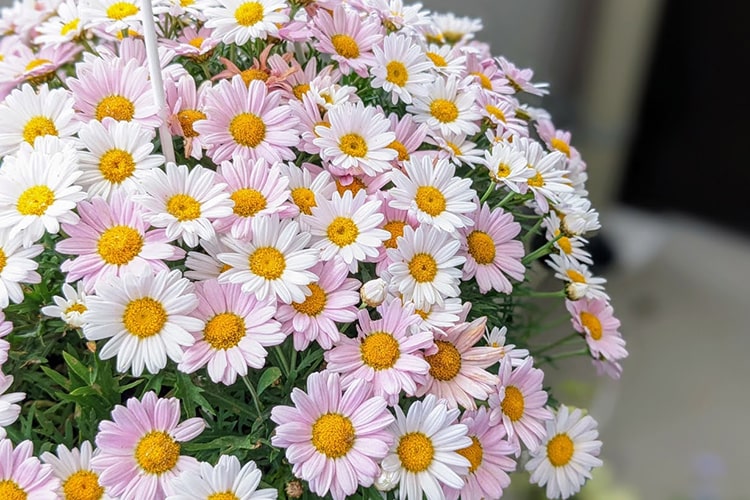 マーガレットの花を楽しむには？ 植え付けから水やり・植え替えなど育て方を解説