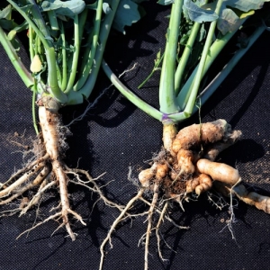 観葉植物のコバエ対策をしよう 予防方法や発生したときの対処法を解説 となりのカインズさん