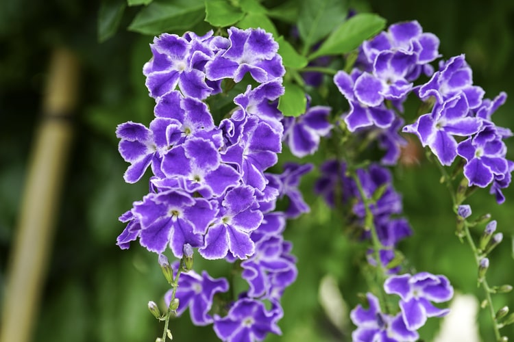 デュランタ宝塚の育て方｜植え替えや水やりのコツを解説