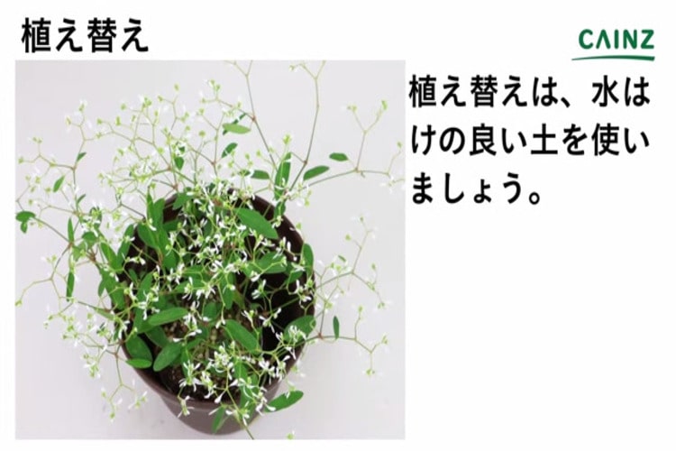 ダイヤモンドフロストの育て方とは 育てる場所や水やりのコツ 肥料の与え方などについて解説 カインズ花図鑑 となりのカインズさん