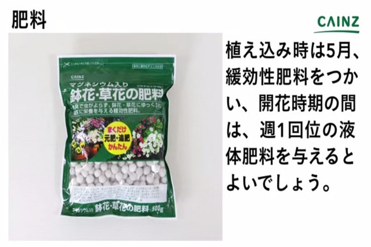 ダイヤモンドフロストの育て方とは 育てる場所や水やりのコツ 肥料の与え方などについて解説 カインズ花図鑑 となりのカインズさん