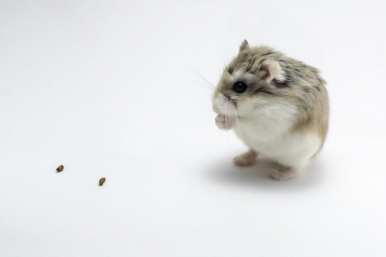 ハムスターの飼い方とは 特徴 種類 寿命や飼育の基本について解説 獣医師監修 となりのカインズさん