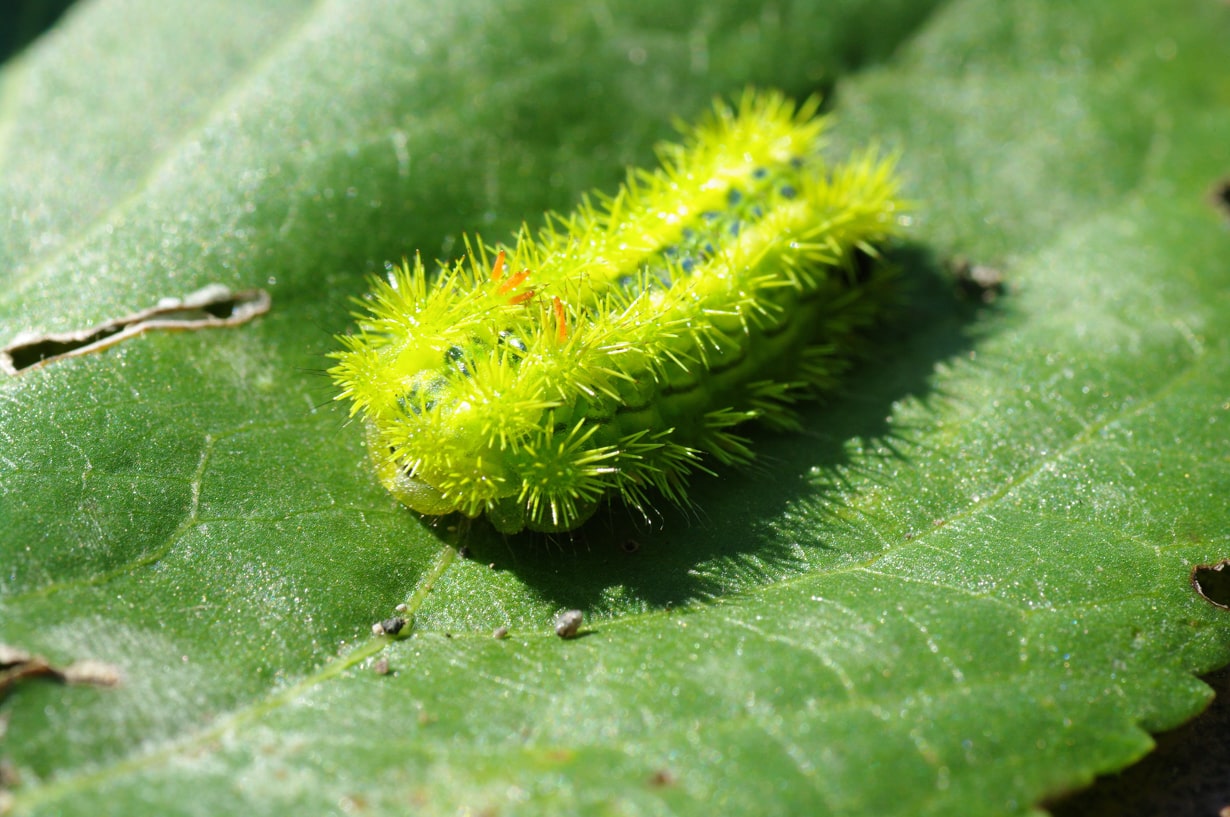 厄介な害虫まとめ 畑を荒らす害虫を駆除したい 効果的な予防と対策も となりのカインズさん