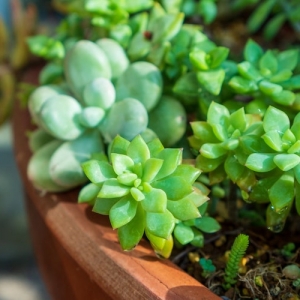 観葉植物の名前を覚えよう 特徴や種類 名前の調べ方も解説 となりのカインズさん