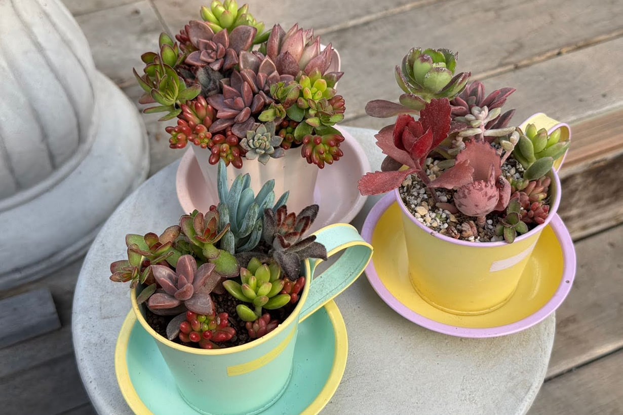 多肉植物の寄せ植えのやり方！水やりは必要？相性のコツも