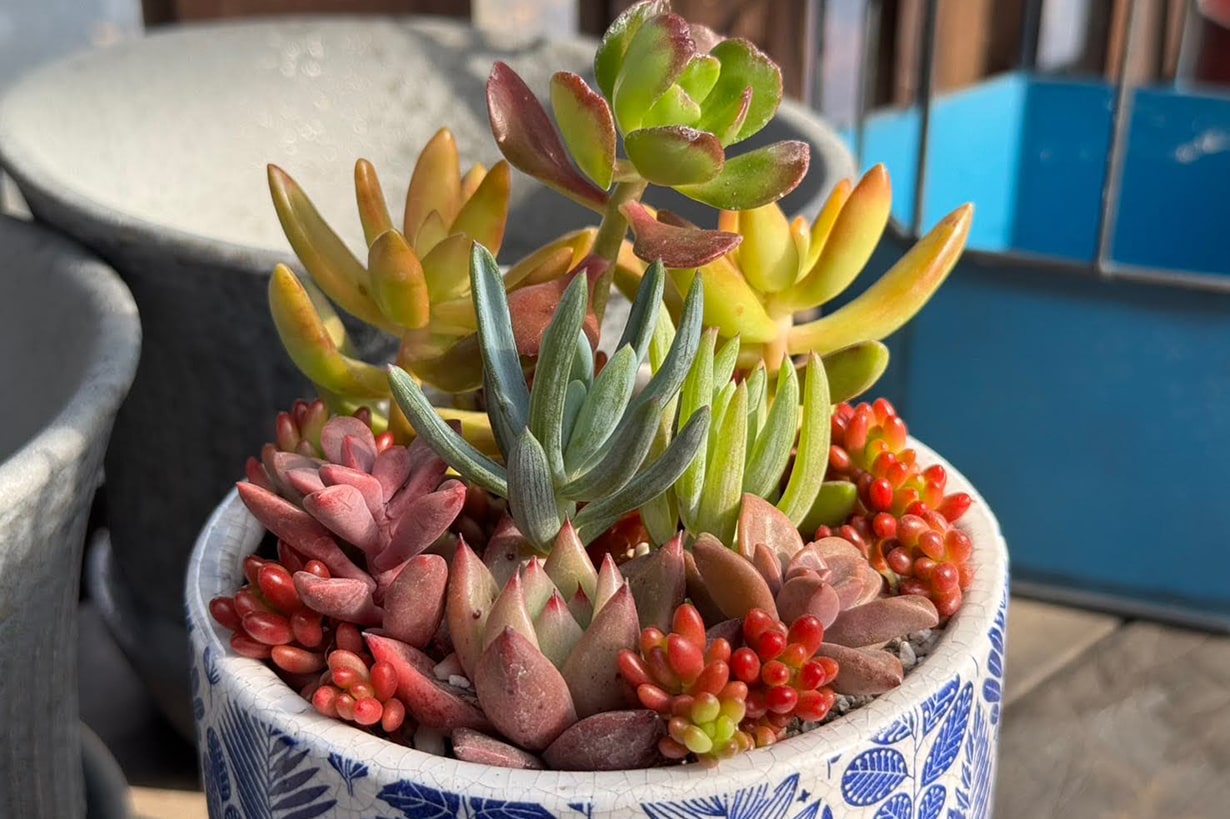 多肉植物の寄せ植えのやり方！水やりは必要？相性のコツも | となりの