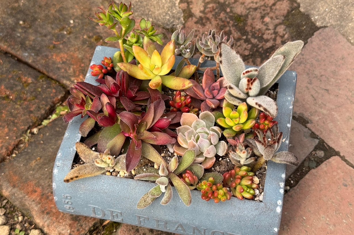 多肉植物の寄せ植えのやり方！水やりは必要？相性のコツも | となりの