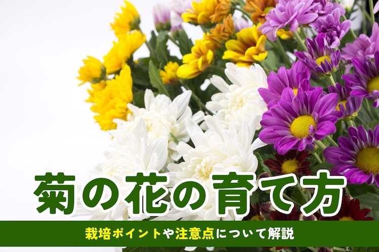 菊の育て方|初心者向けは地植え? それとも鉢植え? 剪定のコツも