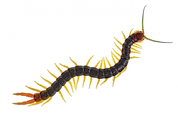 ムカデ駆除の予防 対策 咬まれるととても痛い不快害虫 となりのカインズさん