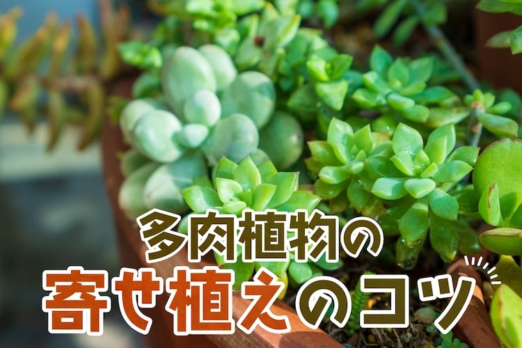 多肉植物の寄せ植えのやり方！水やりは必要？相性のコツも