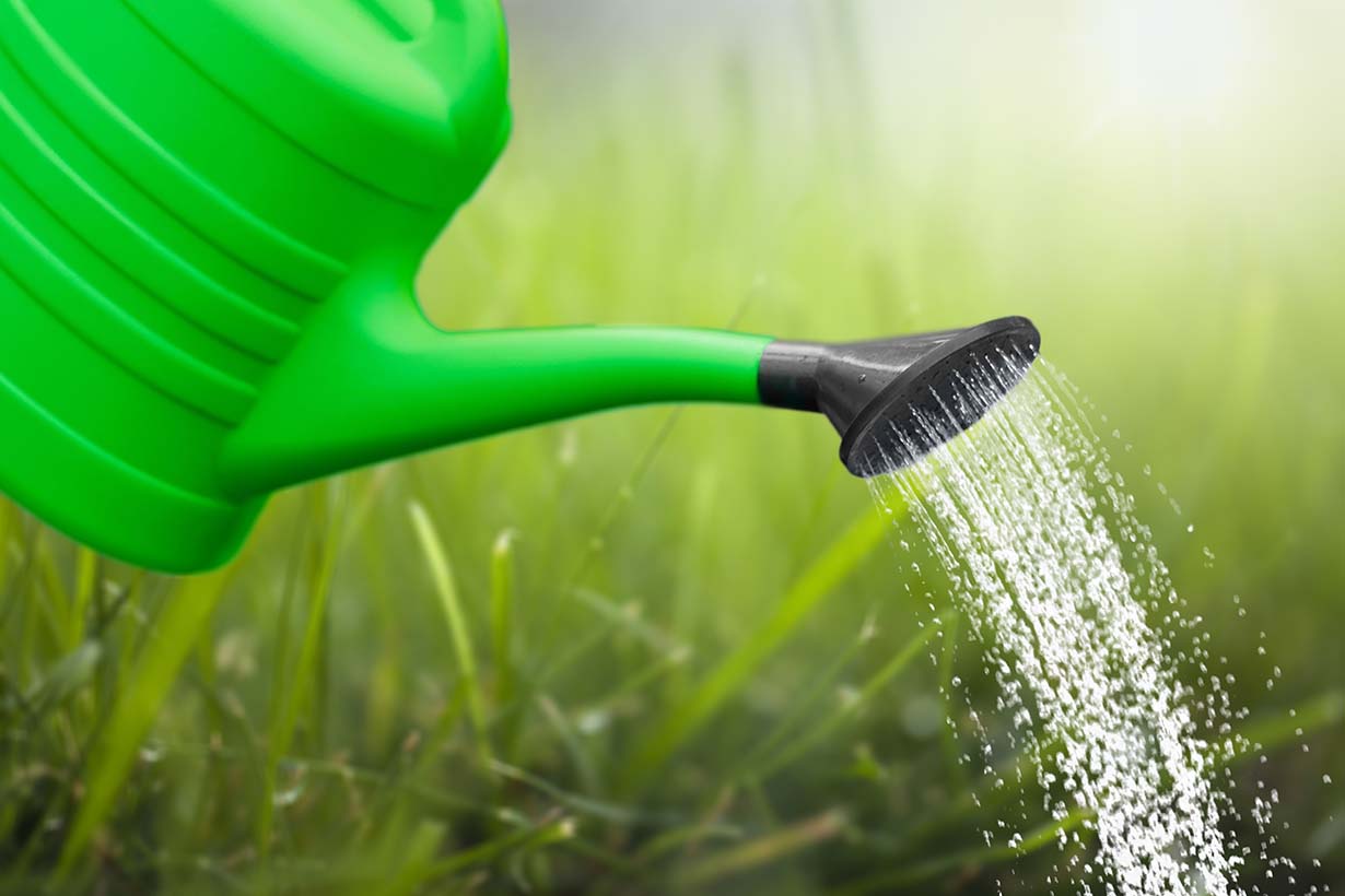 ナメクジの駆除方法は ビールやハーブを使った手作り駆除剤や予防方法 となりのカインズさん