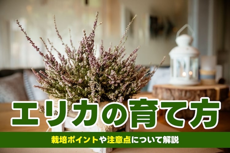 エリカの花を自宅で育てるには｜種類や基本的な育て方・注意点など紹介