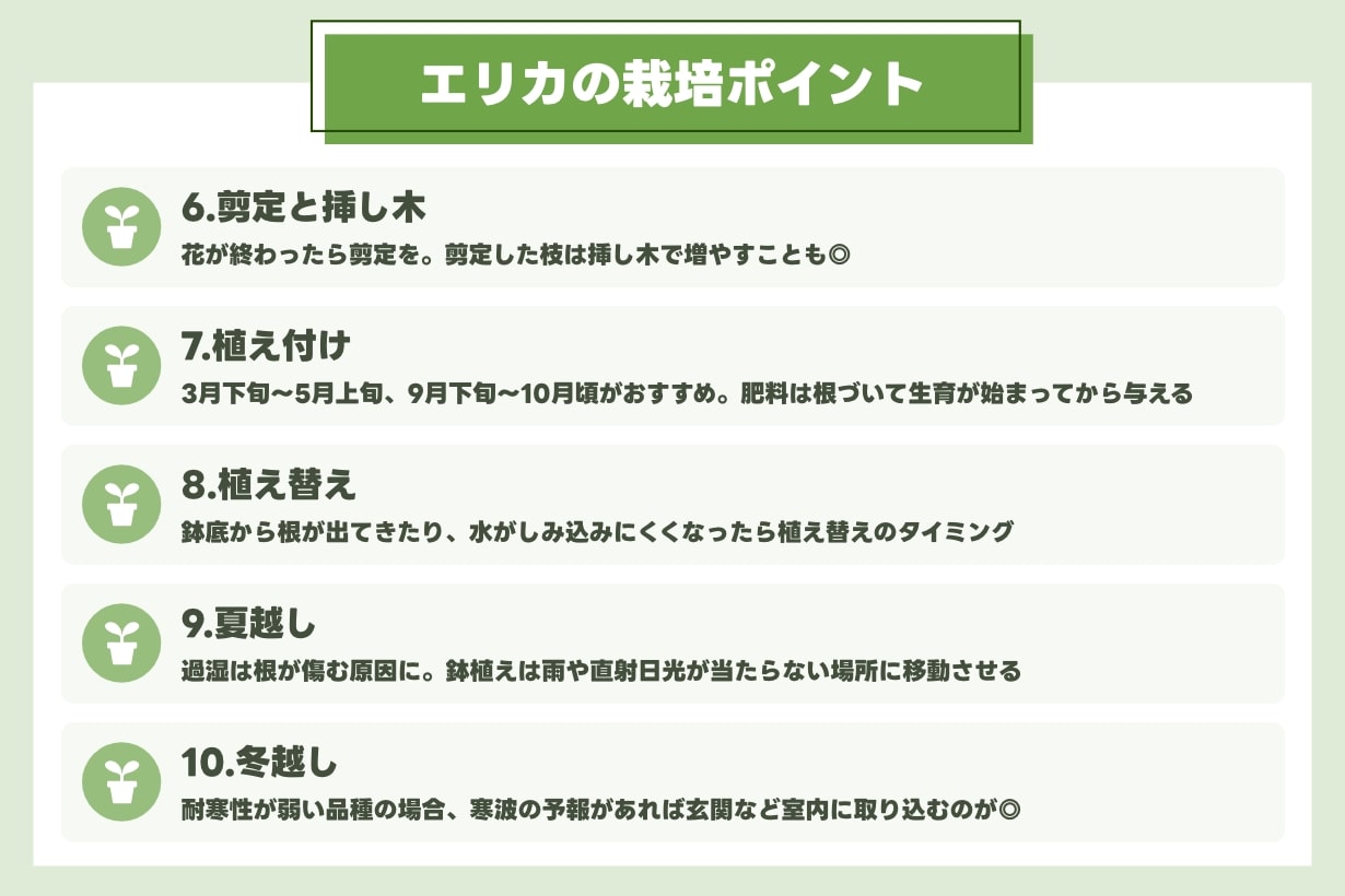 エリカの栽培ポイント