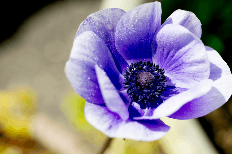 アネモネの花言葉は？ 色別の意味や花が咲く季節、種類を解説