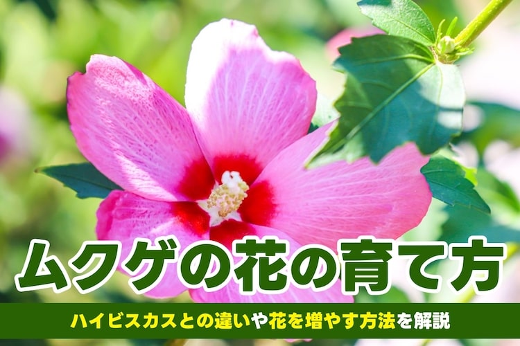 夏の庭を彩るムクゲの花｜特徴や品種、花をキレイに咲かせる育て方のコツなど基本情報