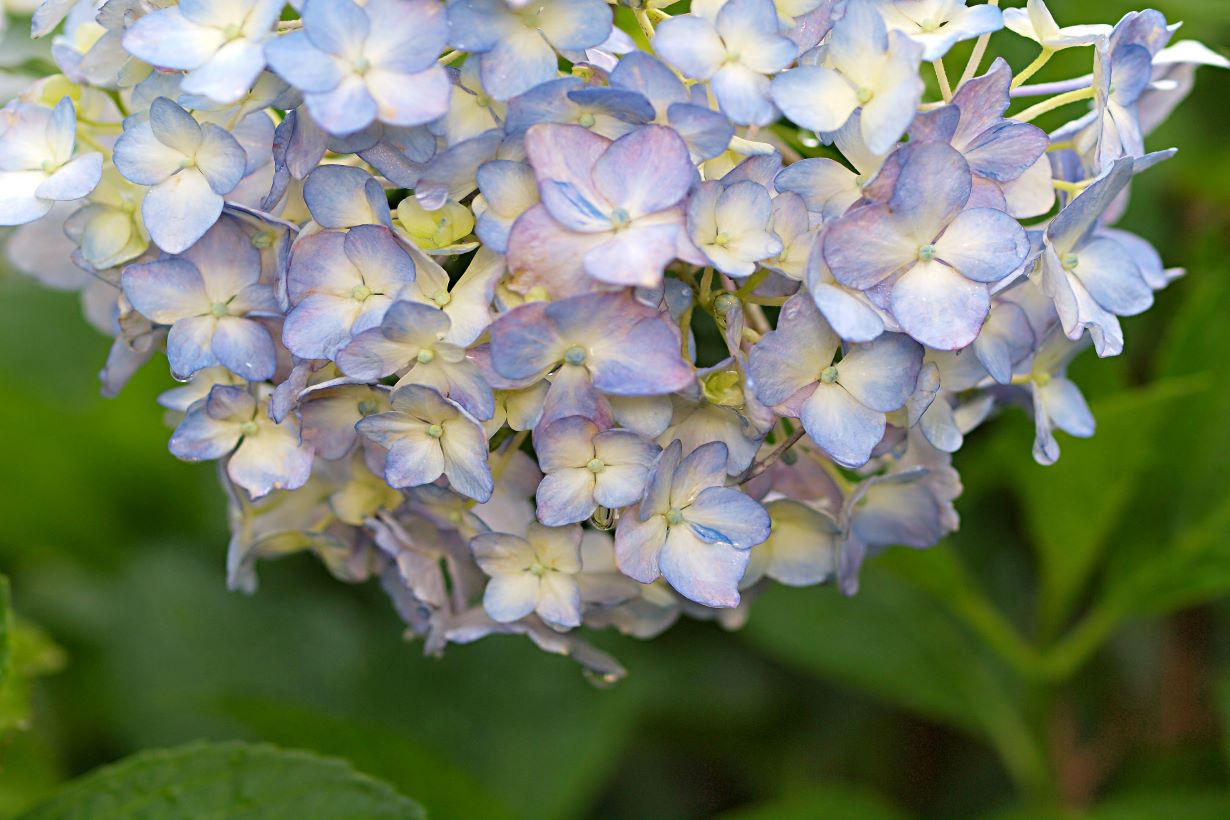 紫陽花 アジサイ の種類を解説 特徴 育て方のポイントとおすすめの紫陽花 10選 となりのカインズさん