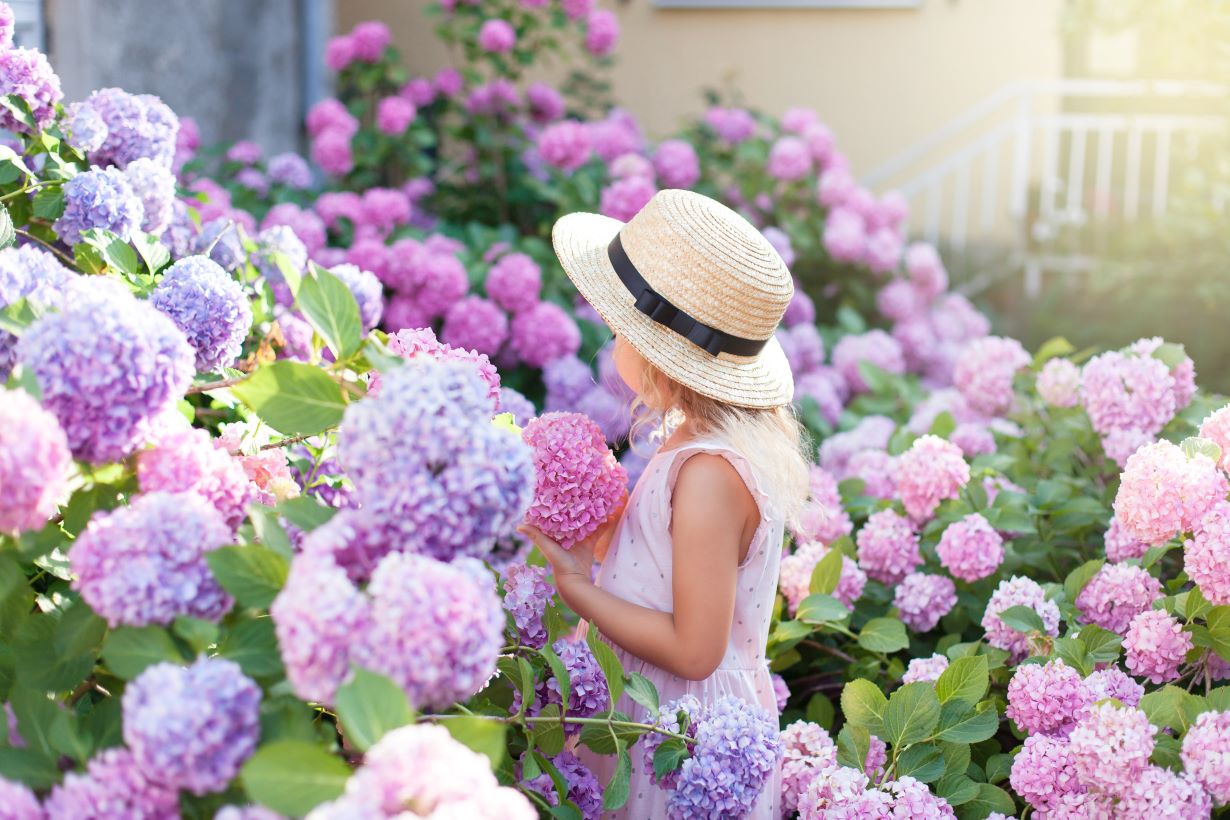 紫陽花ドライフラワー J4 120サイズ 北海道産 秋色紫陽花 タイムセール 紫陽花ドライフラワー B3 大量 120サイズ 北海道産 秋色紫陽花 - メルカリ