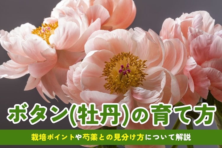 牡丹（ボタン）の花とは？ 花言葉や開花時期など育て方のコツを解説