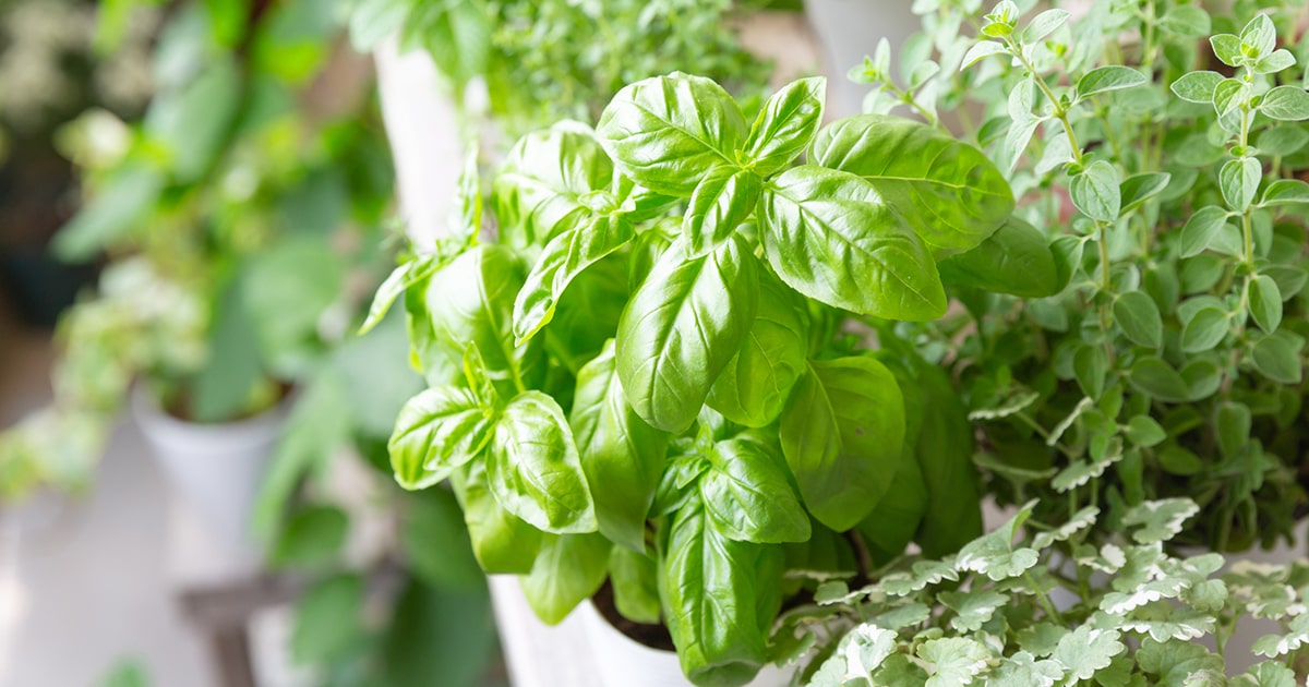 ベランダガーデニング マンションでも出来るおすすめポイント となりのカインズさん