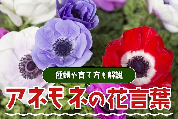 アネモネの花言葉は？ 花が咲く季節や育て方、球根の植え方も解説！