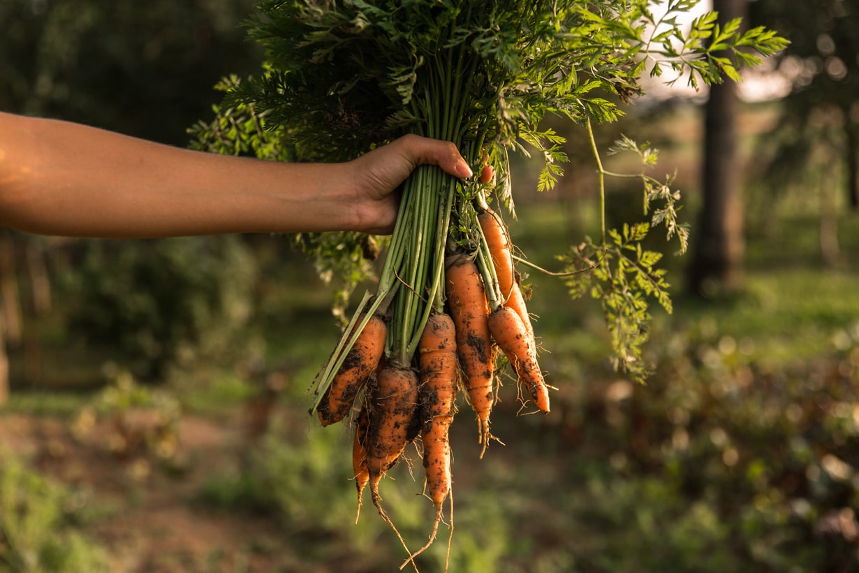 7月からの家庭菜園は簡単 プランターでもできるおすすめの野菜7選 となりのカインズさん