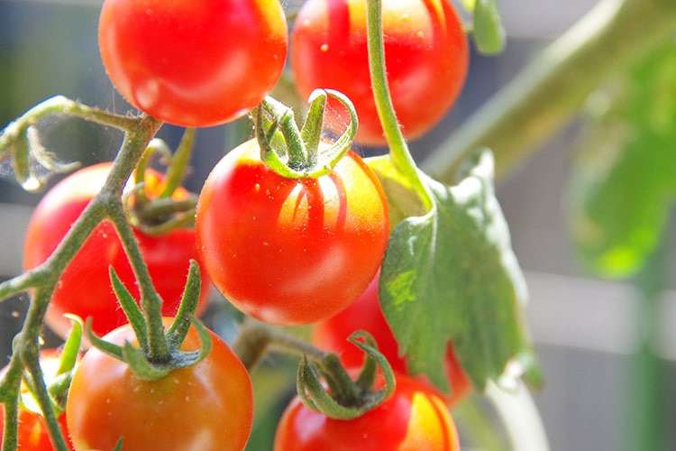 ベランダ菜園の始め方を解説！初心者におすすめの野菜と注意点とは？