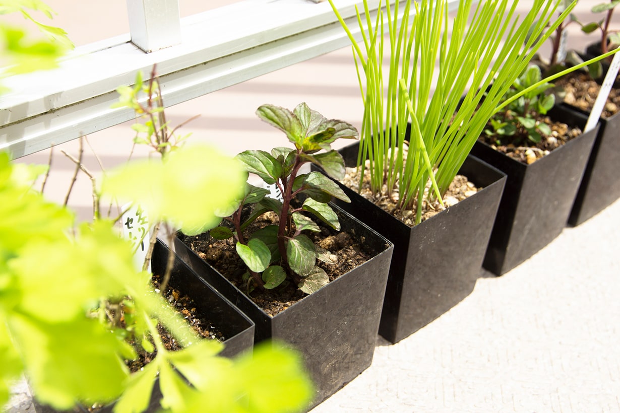 ベランダ菜園の始め方を解説 初心者におすすめの野菜と注意点とは となりのカインズさん