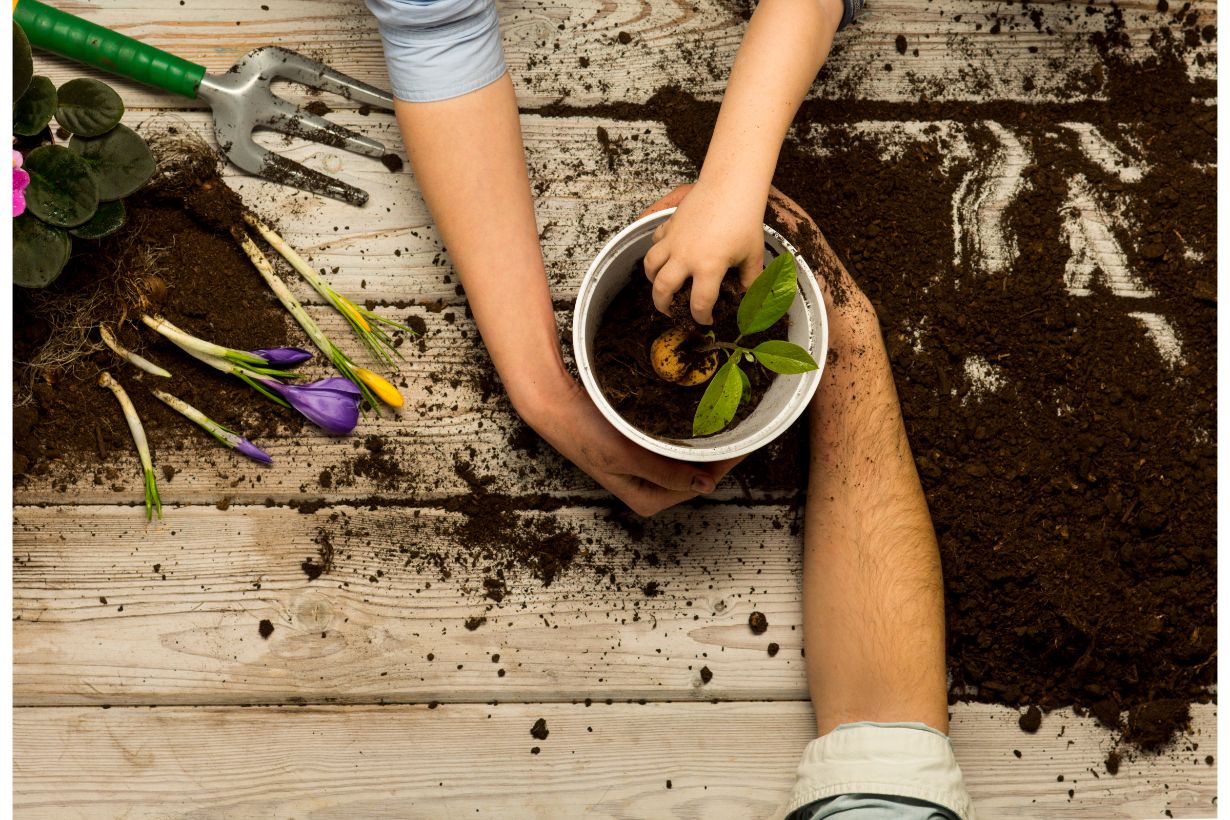 アボカドの育て方は 種から育てて収穫するまでのポイントを解説 となりのカインズさん