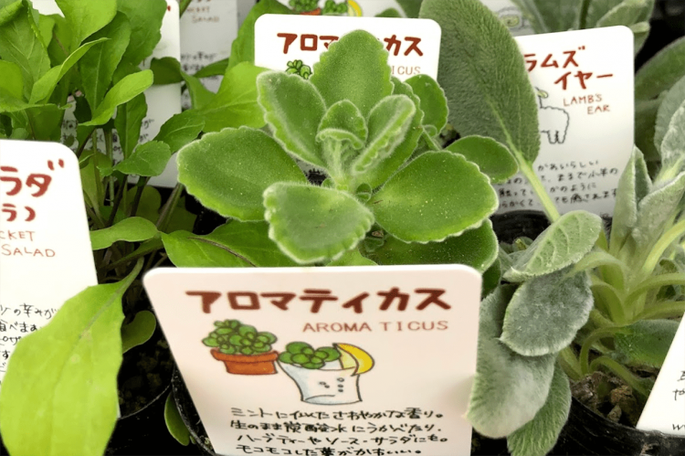 アロマティカスの育て方｜増やし方やゴキブリなど虫除け効果も解説