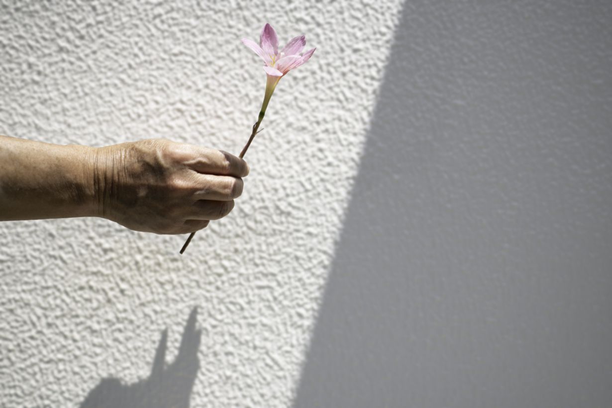 モクレン 木蓮 の花の特徴 種類 育て方 剪定方法まで詳しく解説 となりのカインズさん