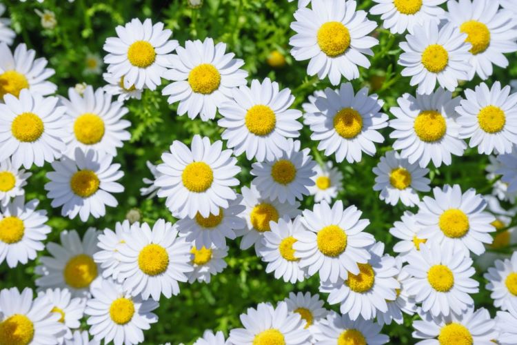 マーガレットの花を楽しむには？植え付けから水やり・植え替えなど育て方を解説