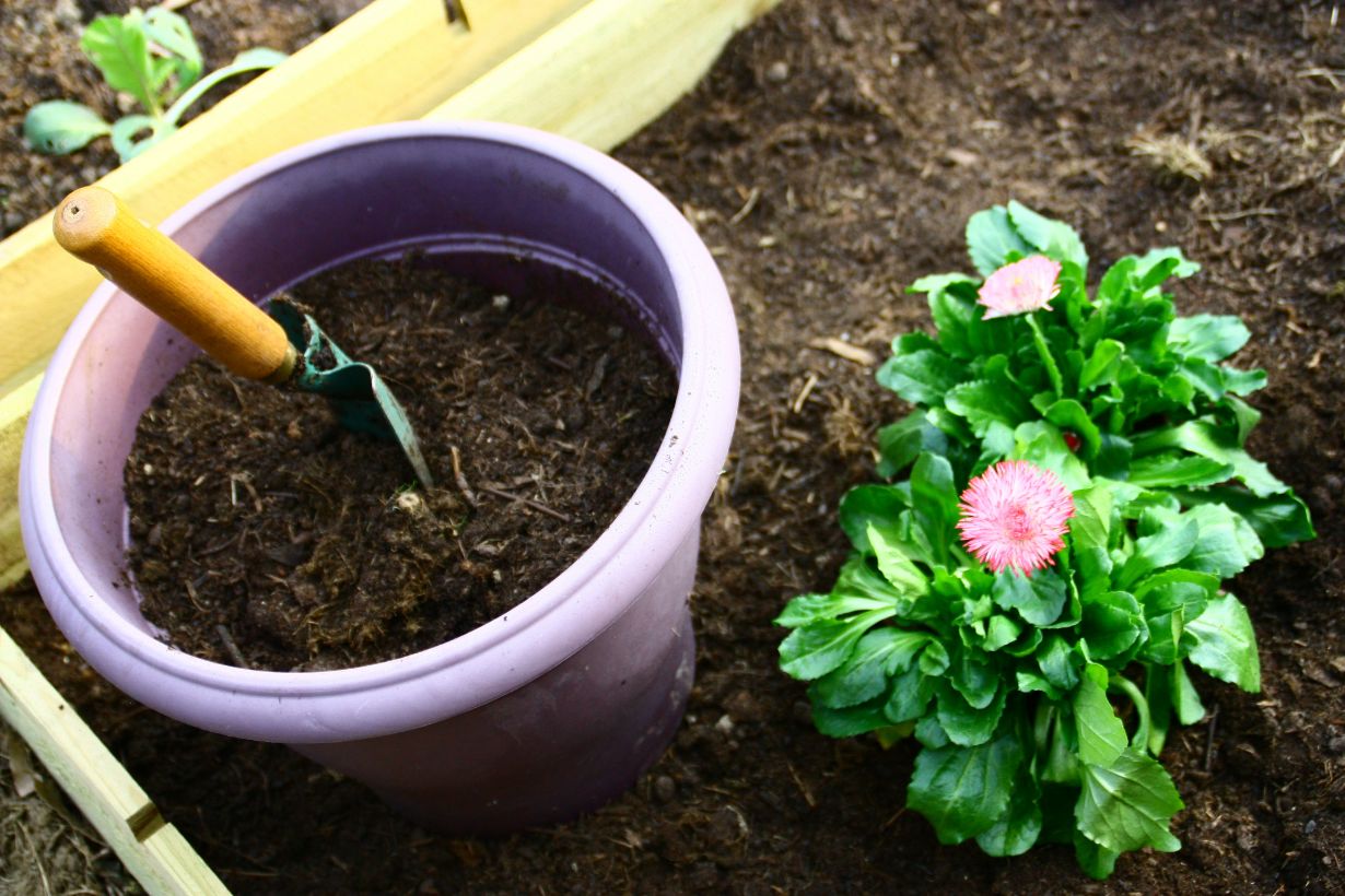 マーガレットの花を楽しむには 植え付けから水やり 植え替えなど育て方を解説 となりのカインズさん