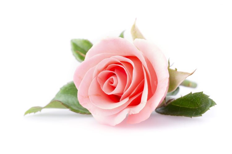 バラの花にはどんな種類がある?具体的な品種や育て方を解説
