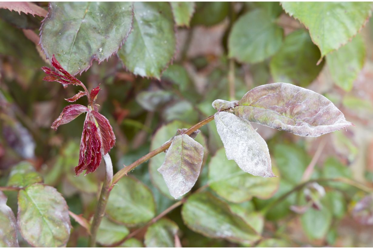 バラの育て方は 苗の選び方や植え替えの方法とともに肥料の与え方などを解説 となりのカインズさん