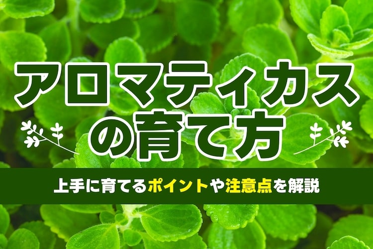 アロマティカスの育て方｜増やすコツは？冬栽培の方法も解説