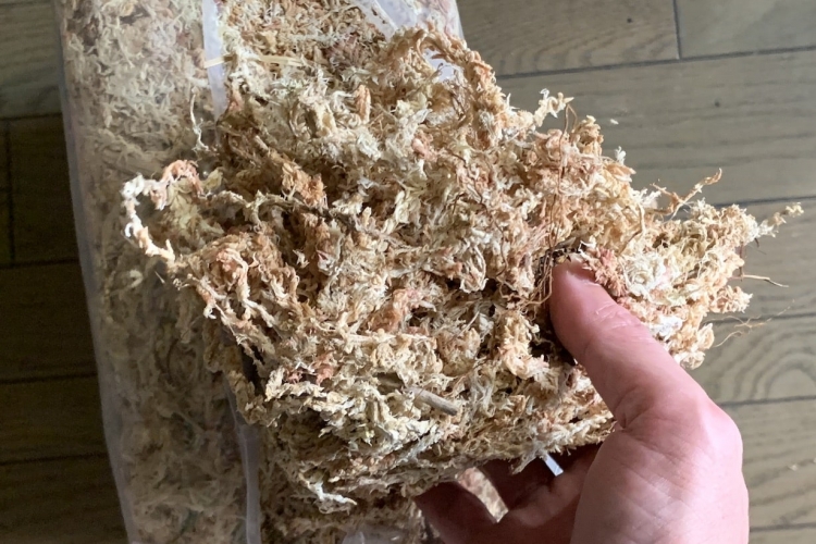 乾かして圧縮した水ゴケ